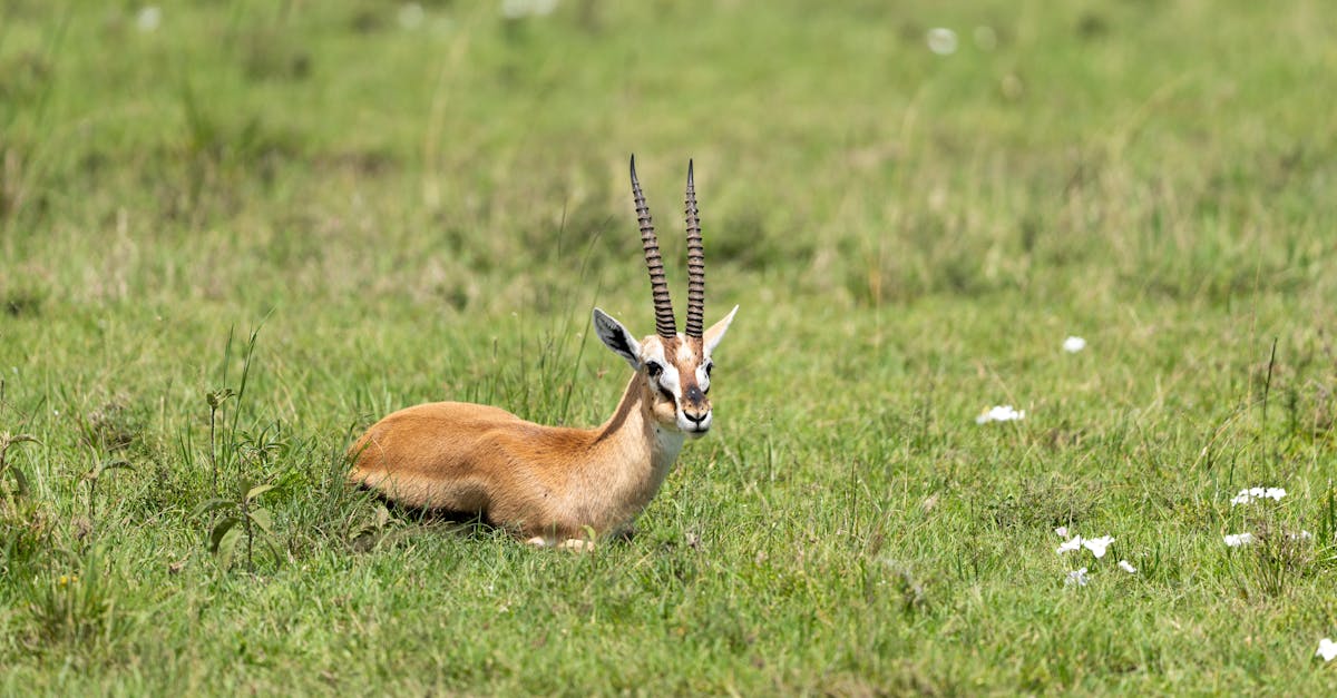 découvrez l'importance des zones protégées pour la conservation de la biodiversité, la préservation des écosystèmes et le développement durable. explorez comment ces espaces naturels jouent un rôle crucial dans la protection de notre planète et la promotion du tourisme écologique.