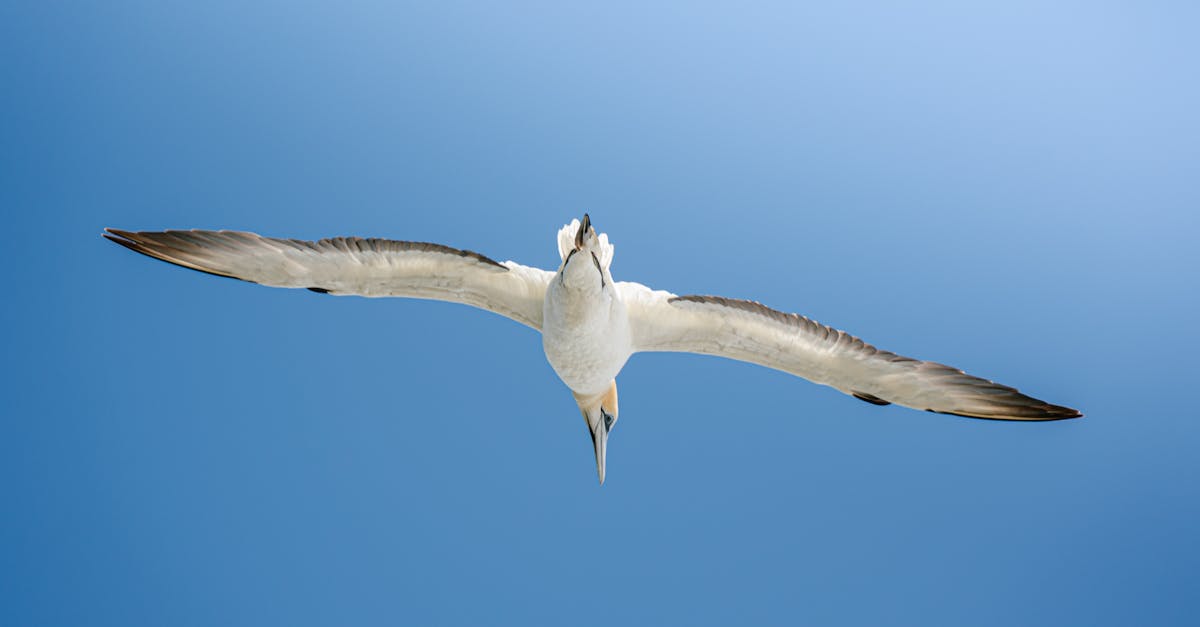 découvrez l'importance de la biodiversité pour notre planète. explorez les différentes espèces, leurs habitats et l'impact des activités humaines sur les écosystèmes. apprenez comment préserver la richesse naturelle de notre monde pour les générations futures.