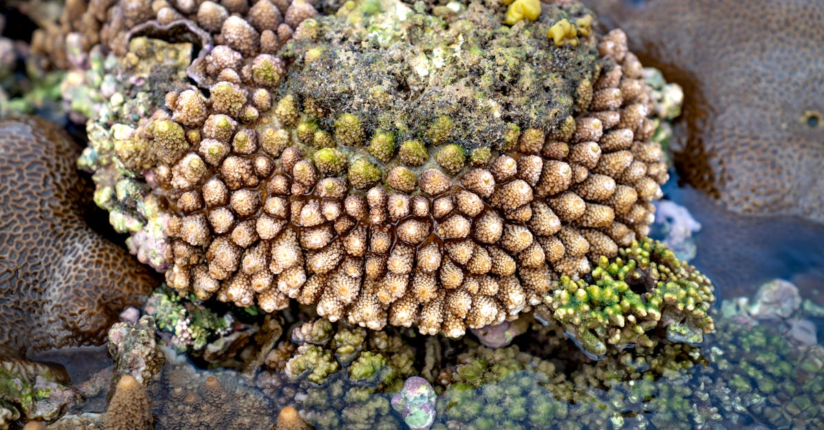 découvrez l'importance des écosystèmes pour notre planète et la biodiversité. explorez comment ces systèmes interconnectés soutiennent la vie, régulent le climat et fournissent des ressources essentielles, tout en apprenant comment préserver ces précieux environnements.