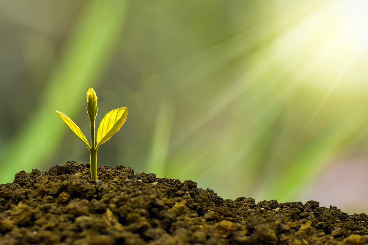 découvrez comment adopter des pratiques durables pour protéger l’environnement, améliorer votre impact écologique et bâtir un avenir plus responsable. conseils, solutions et actualités sur la sustainability.