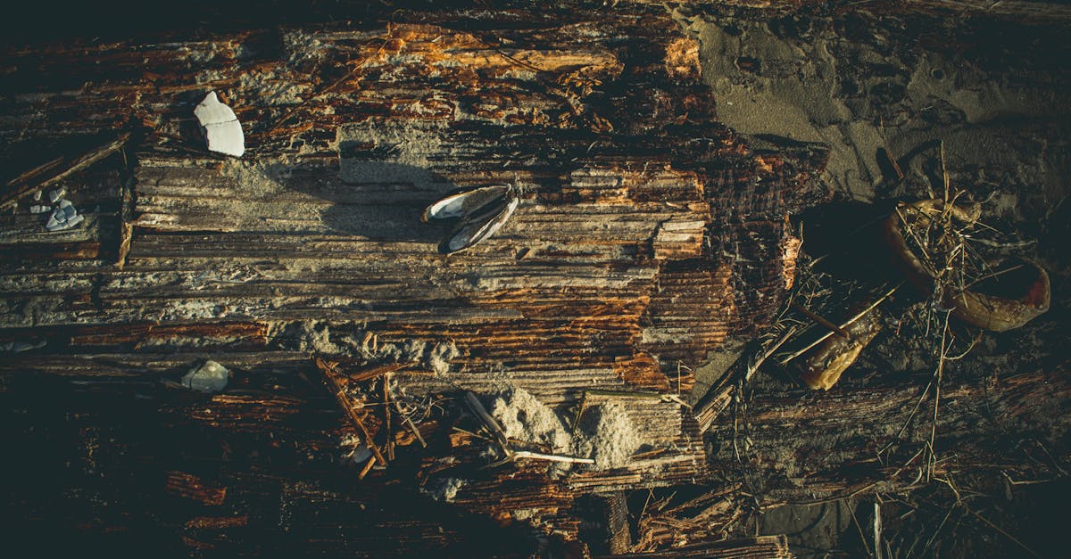 découvrez la richesse des écosystèmes : des forêts luxuriantes aux océans profonds, apprenez comment ces systèmes interconnectés soutiennent la vie sur terre, leur biodiversité fascinante et les défis environnementaux auxquels ils font face.