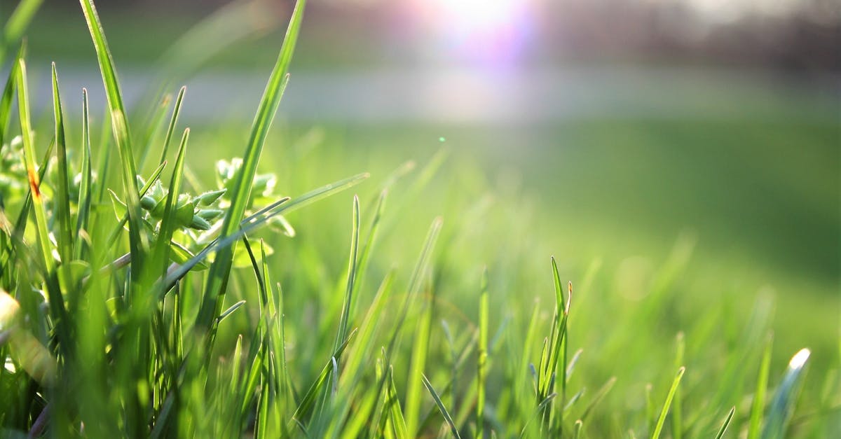 découvrez les enjeux cruciaux liés à l'environnement, explorez des solutions durables et apprenez comment agir pour préserver notre planète pour les générations futures.