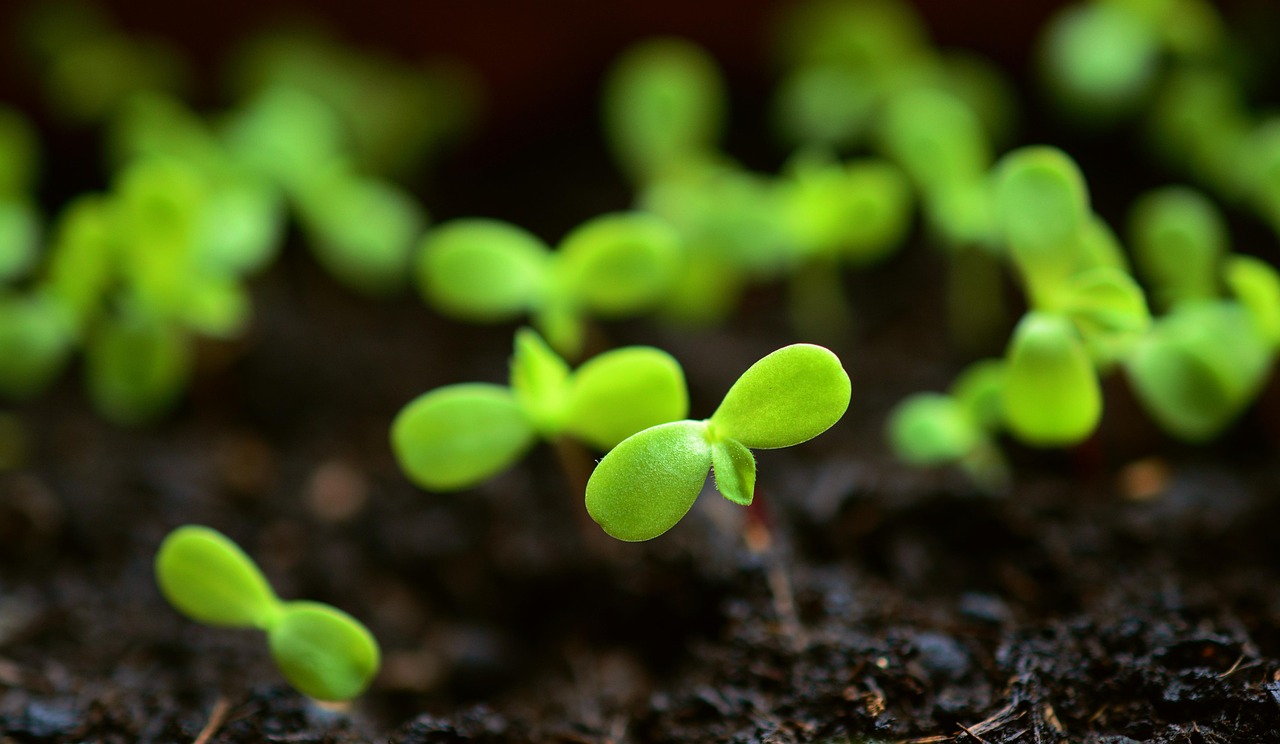 découvrez les astuces et conseils des jardiniers professionnels pour entretenir votre jardin toute l'année et faire prospérer vos plantes.