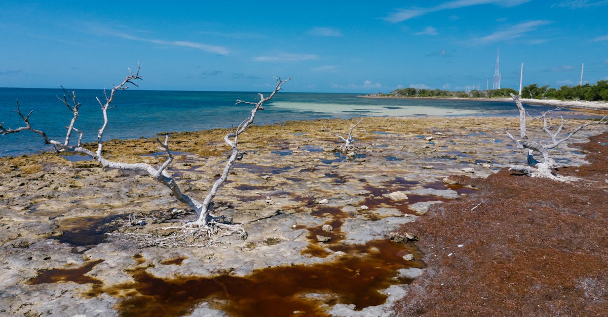 découvrez l'impact des changements environnementaux sur notre planète et la nécessité d'agir pour préserver l'équilibre écologique. explorez les causes, les conséquences et les solutions pour un avenir durable.