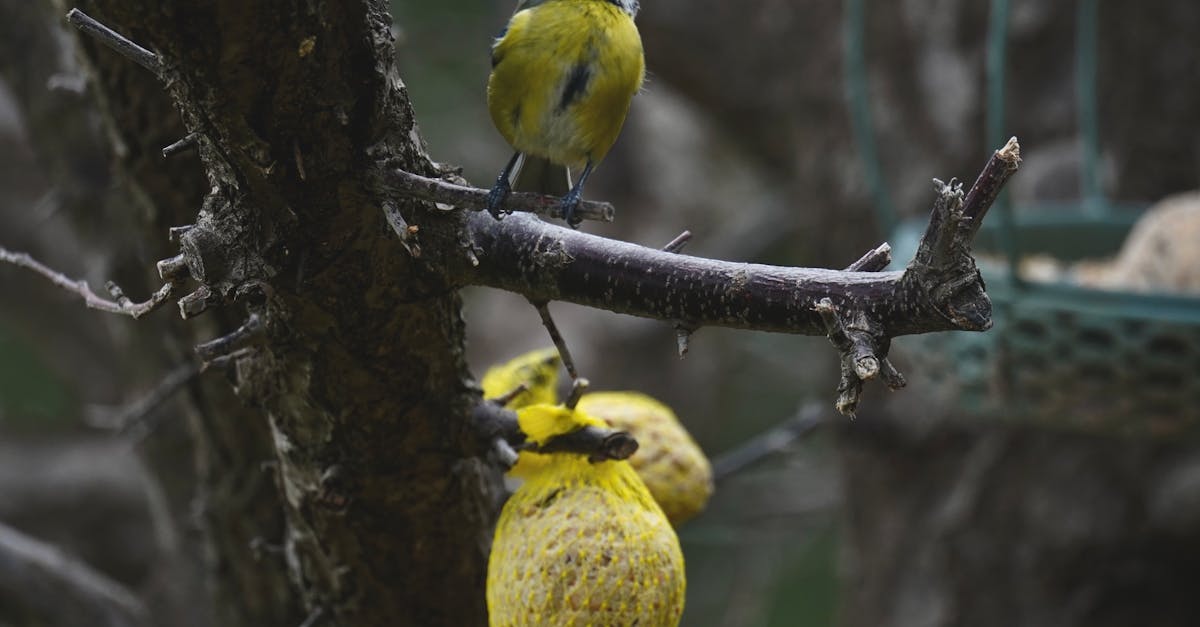 découvrez l'importance de la biodiversité pour notre planète, son impact sur les écosystèmes et les actions indispensables pour la préserver. explorez les richesses de la nature et engagez-vous pour un avenir durable.