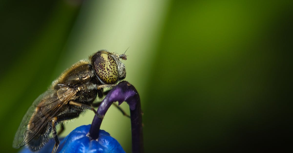 découvrez l'importance de la biodiversité pour notre planète. explorez les écosystèmes riches et variés, l'interaction entre les espèces et les enjeux de conservation qui préservent notre environnement pour les générations futures.