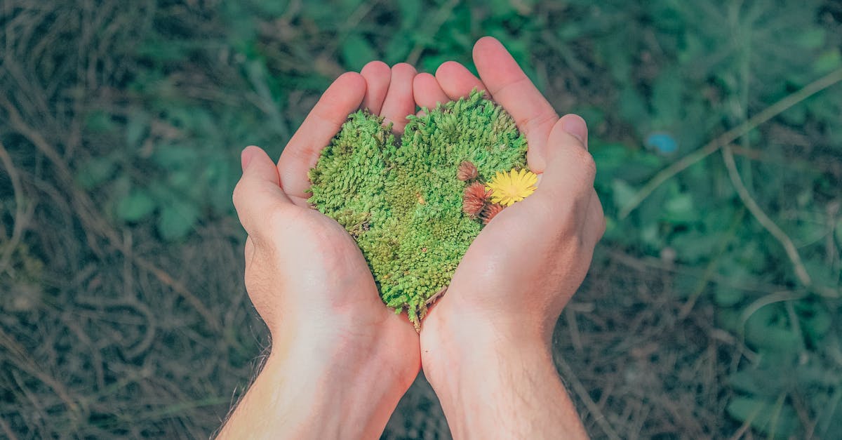 découvrez comment adopter un mode de vie durable avec des pratiques éco-responsables, des conseils pour réduire votre empreinte carbone, et des solutions innovantes pour préserver notre planète.