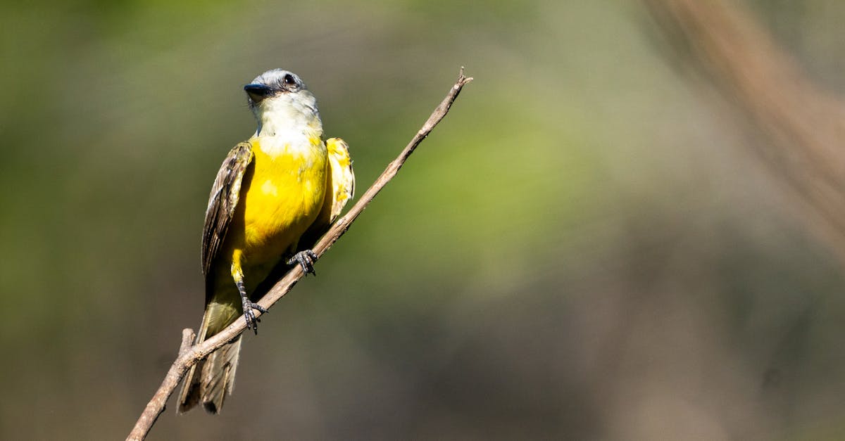 découvrez le droit de l'environnement, une branche essentielle du droit qui régule les interactions entre l'homme et la nature. explorez les lois, réglementations et enjeux liés à la protection de l'environnement et à la durabilité.