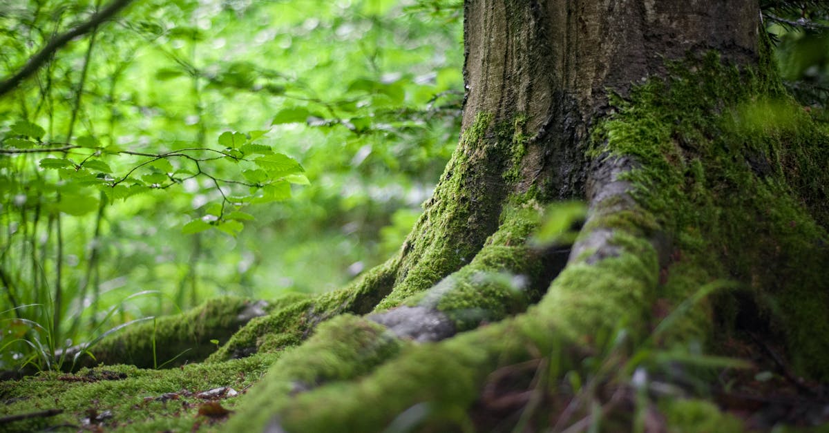 découvrez les enjeux cruciaux de l'environnement, son impact sur notre quotidien et les actions à entreprendre pour préserver notre planète. explorez des solutions durables et engagez-vous pour un avenir plus vert.