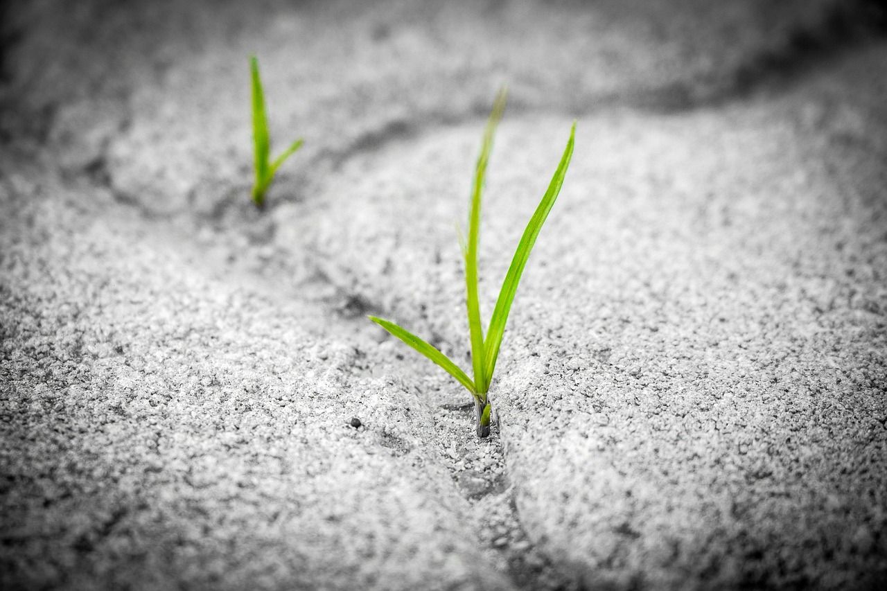 découvrez green hopes, une initiative dédiée à la promotion de solutions durables et écologiques pour un avenir plus vert et responsable.