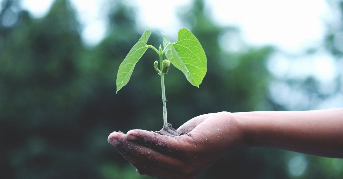 découvrez des stratégies innovantes et des pratiques essentielles pour promouvoir la durabilité. apprenez à intégrer des solutions écologiques dans votre quotidien pour un avenir plus respectueux de l'environnement.