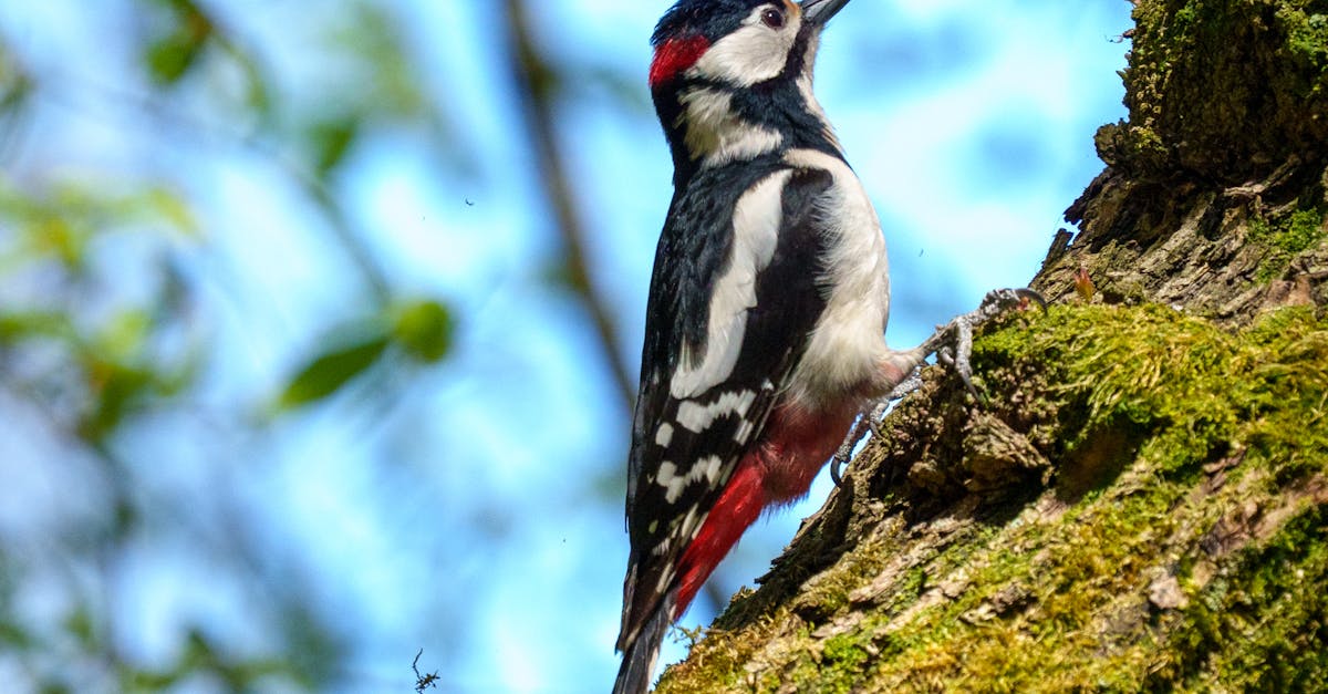 découvrez l'importance de la biodiversité pour notre planète. explorez les différentes espèces, leurs écosystèmes, et comment protéger cette richesse naturelle essentielle pour la survie de l'humanité et la santé de notre environnement.