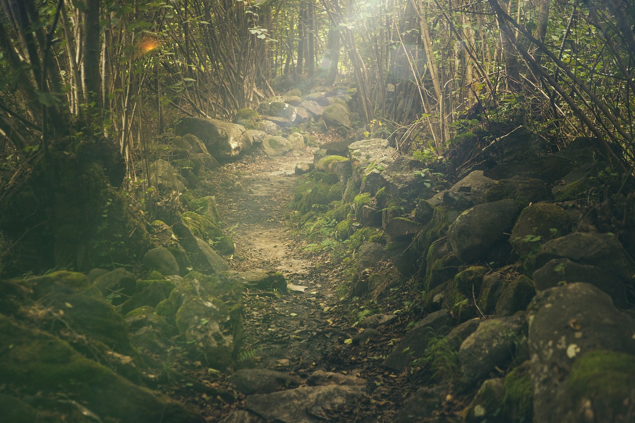 explorez la beauté et la diversité des forêts, ces écosystèmes essentiels qui abritent une multitude d'espèces, jouent un rôle crucial dans la régulation du climat et offrent des ressources inestimables à l'humanité. découvrez l'importance de leur préservation et les initiatives en cours pour protéger ces trésors naturels.