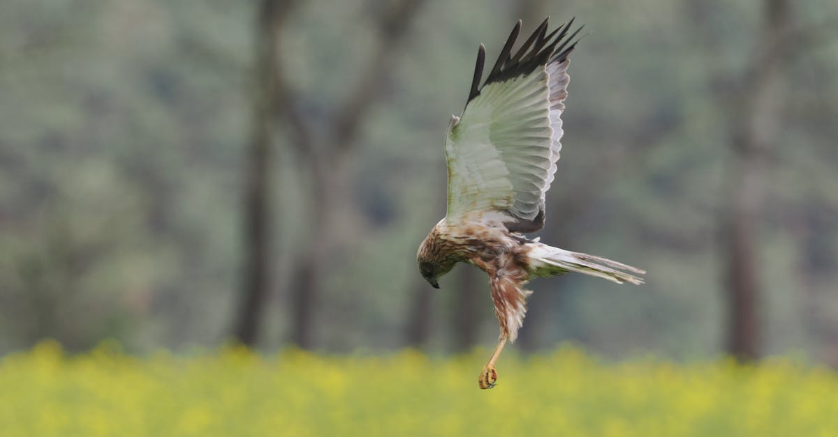 découvrez la richesse de la biodiversité et son importance pour notre planète. explorez les écosystèmes, la faune, la flore et les menaces qui pèsent sur cette merveilleuse diversité vitale pour la vie sur terre.
