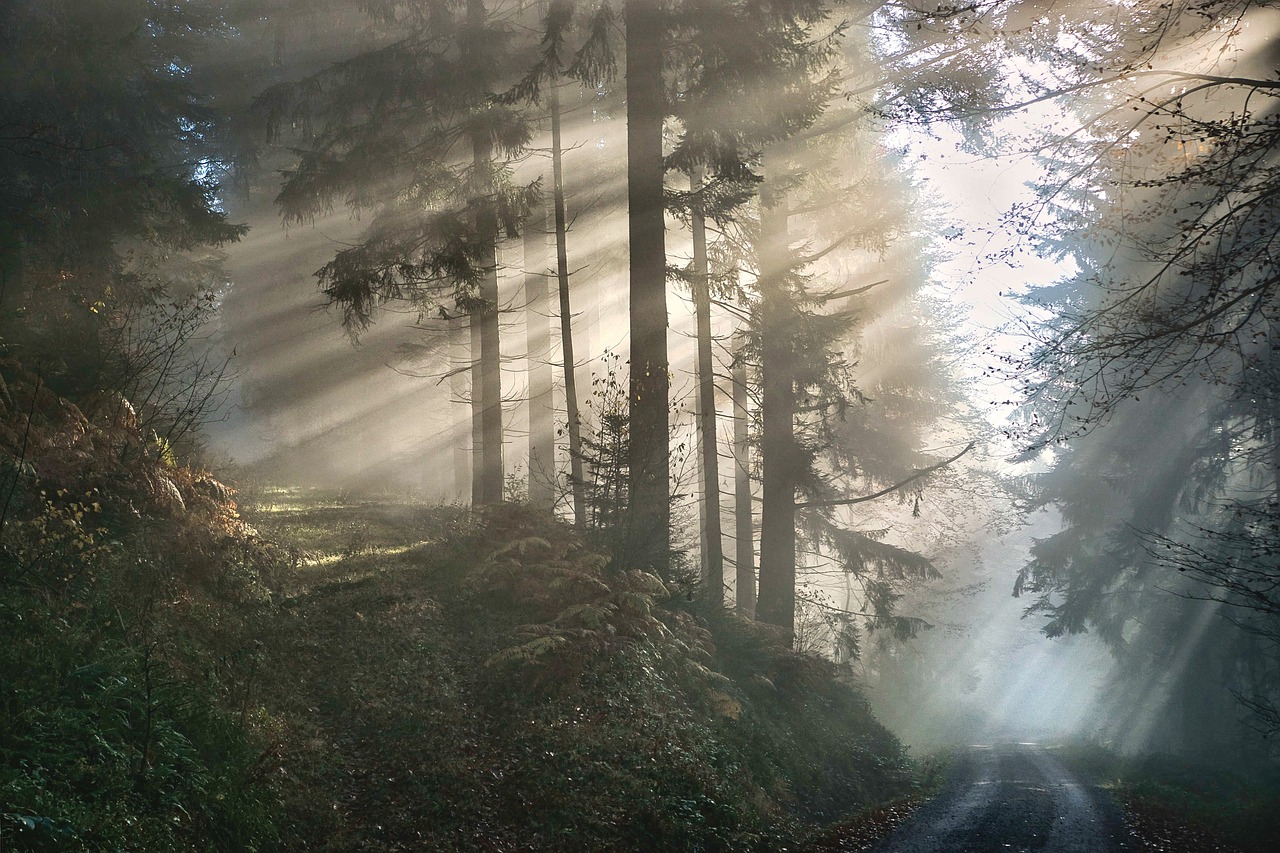 L’impact des forêts sur le cycle mondial du carbone et leur rôle dans la lutte contre le changement climatique