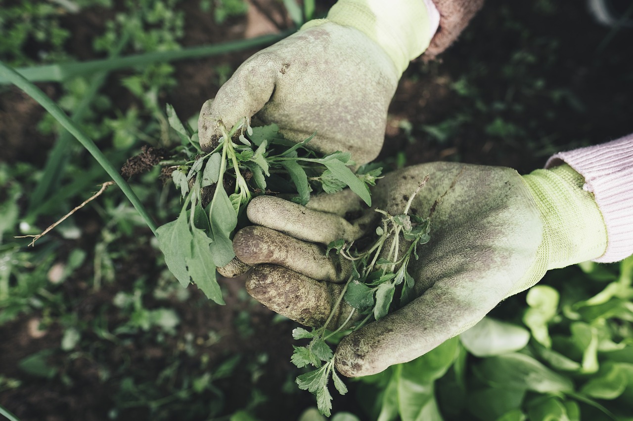 Jardinage bio balcon : conseils essentiels pour cultiver sainement sur une petite surface