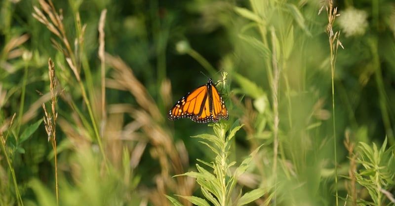 Zones de biodiversité : Comprendre leur importance pour l’écosystème