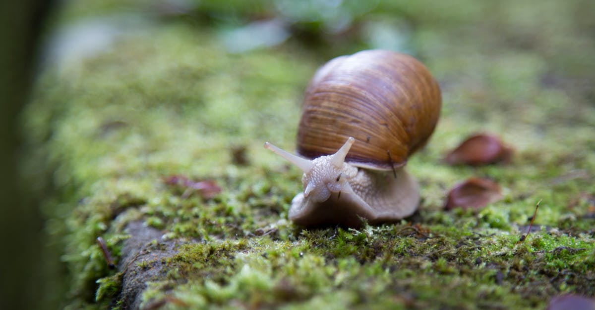Biodiversité terrestre : enjeux et solutions pour la conservation