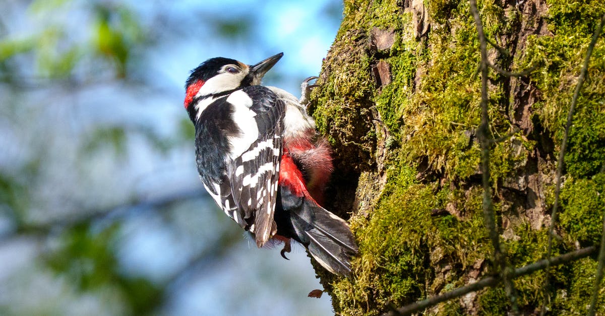 Conservation de la biodiversité : enjeux et solutions pour un avenir durable