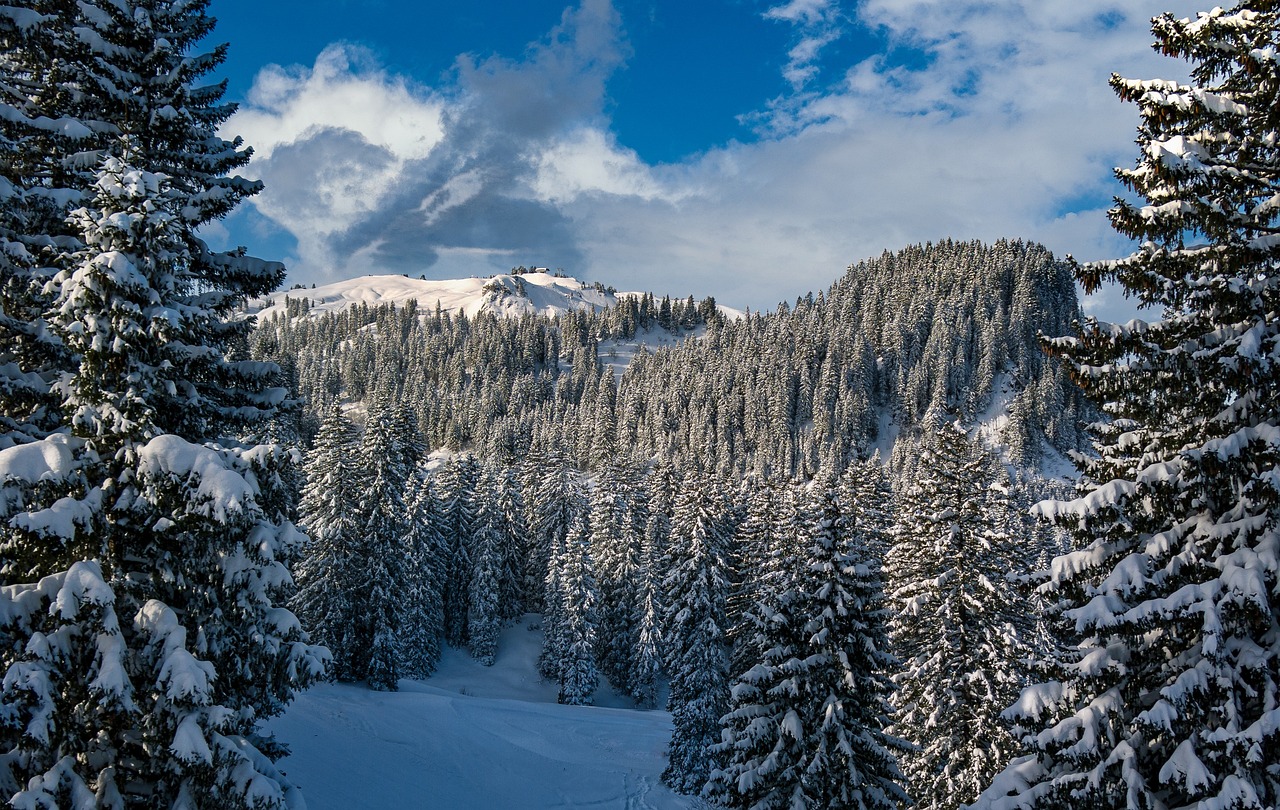 Noël : choisir entre un sapin naturel ou en plastique, quel impact écologique ?