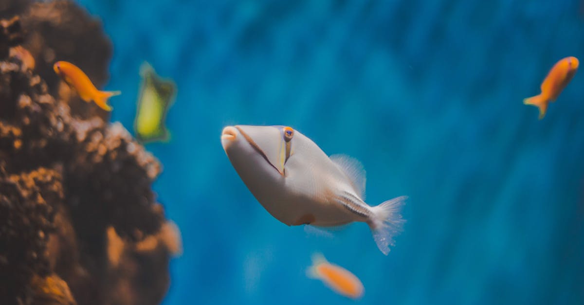 Biodiversité marine : enjeux et solutions pour la préservation des écosystèmes aquatiques