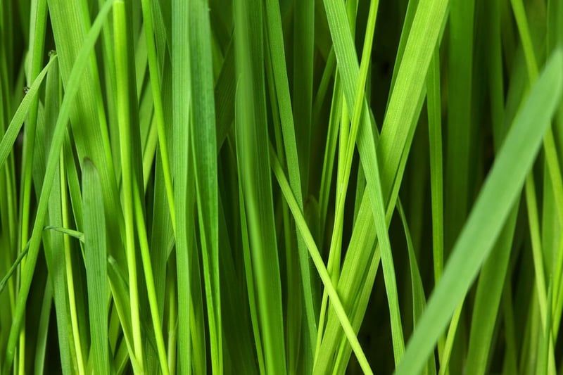 Football et écologie : quand l’environnement reste le grand oublié des terrains