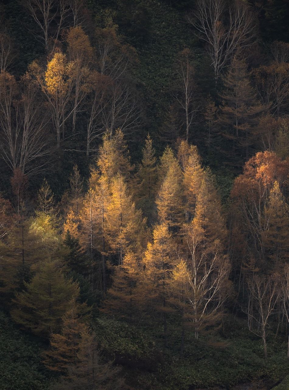 Arbre et Paysage 32 : une dynamique active malgré les incertitudes financières