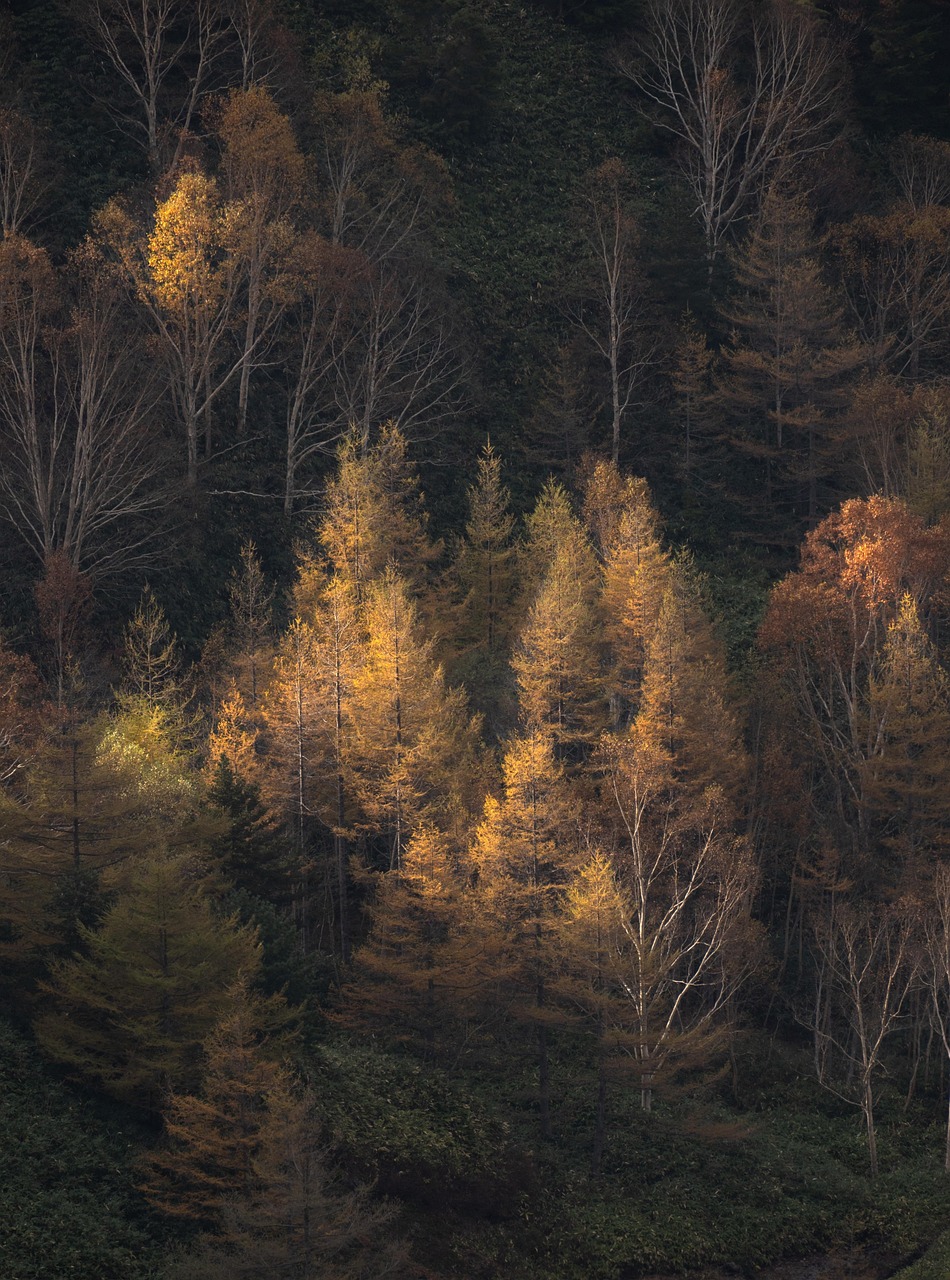 Arbre et Paysage 32 : une dynamique active malgré les incertitudes financières