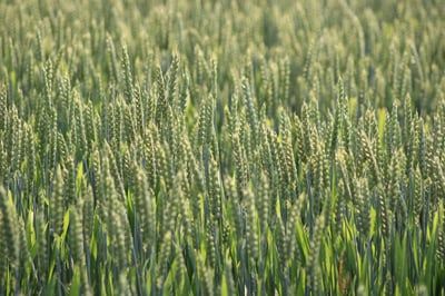 Élaborer une stratégie RSE efficace pour un impact durable