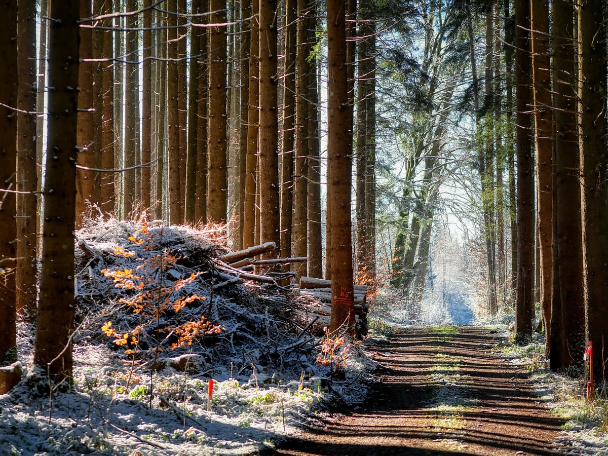 La foresterie : un secteur aux émissions de GES, grandes ou petites?