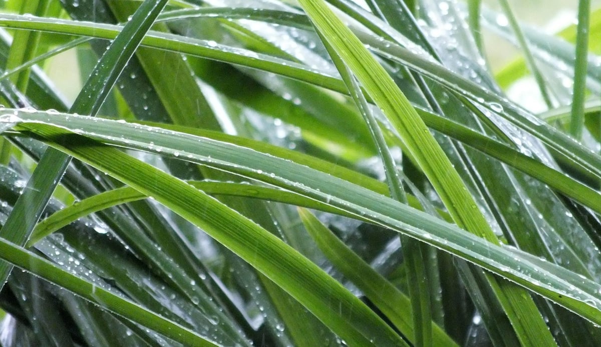 Green IT : comment diminuer l’empreinte carbone dans le secteur technologique
