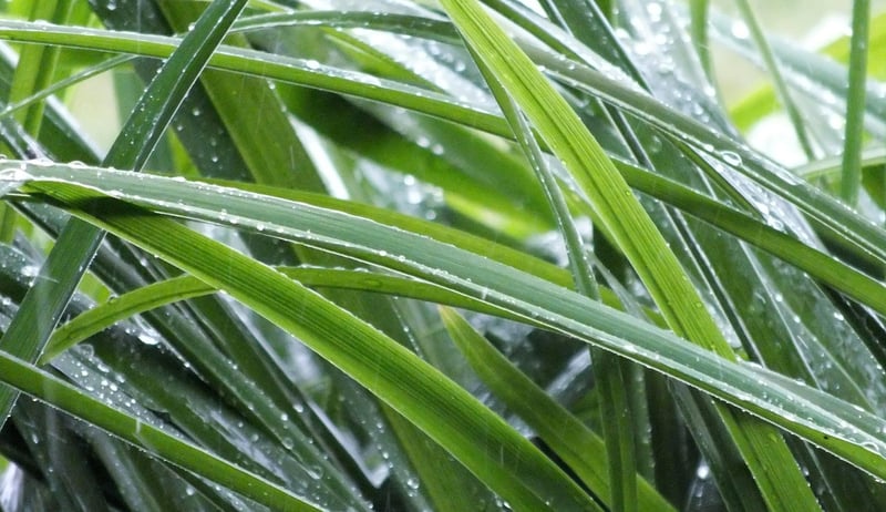 Green IT : comment diminuer l’empreinte carbone dans le secteur technologique