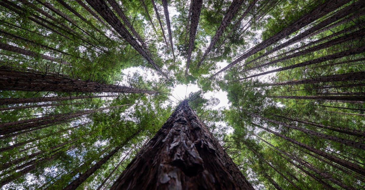 Écosystèmes : Comprendre Leur Rôle Essentiel dans la Biodiversité