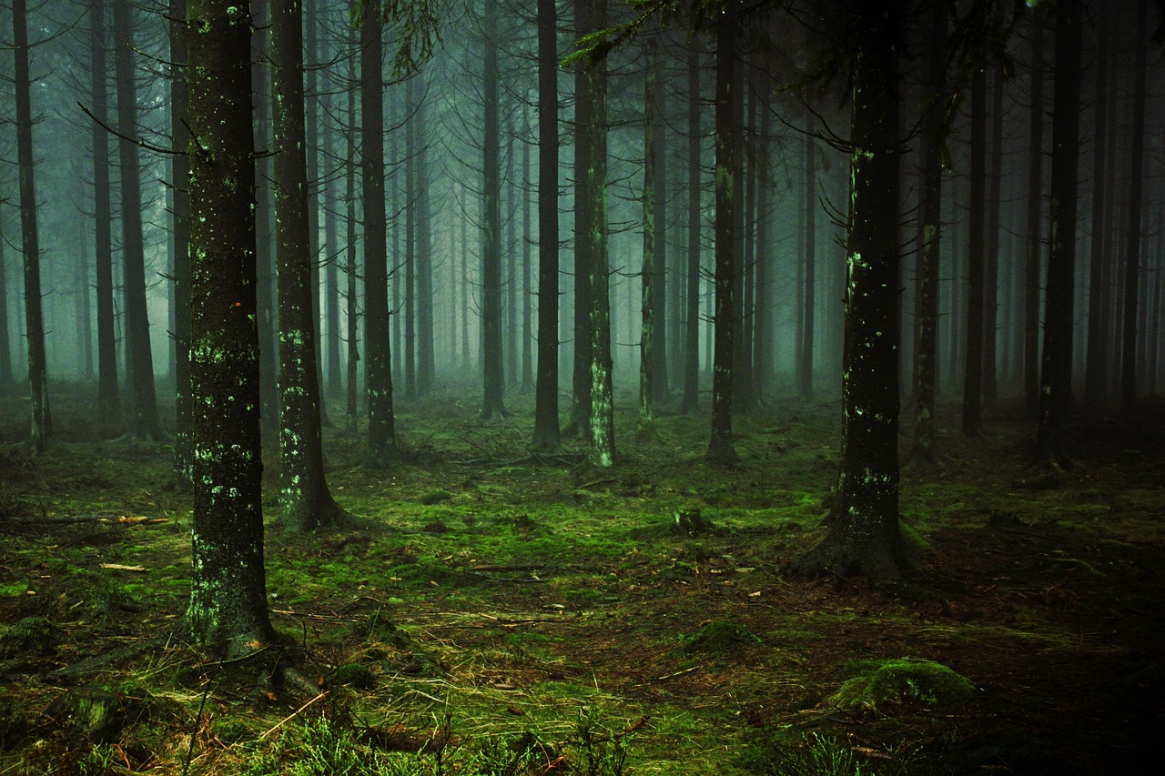 Les forêts : quand l’émission de CO₂ dépasse leur capacité de captage