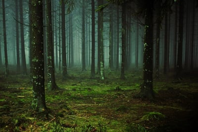 Les forêts : quand l’émission de CO₂ dépasse leur capacité de captage