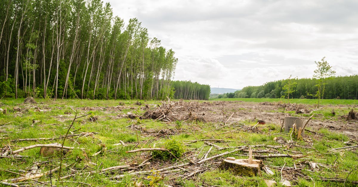 Régénération écologique : Solutions innovantes pour restaurer notre planète