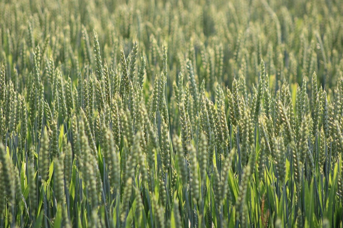 Agriculture durable : le futur de notre alimentation et de notre planète