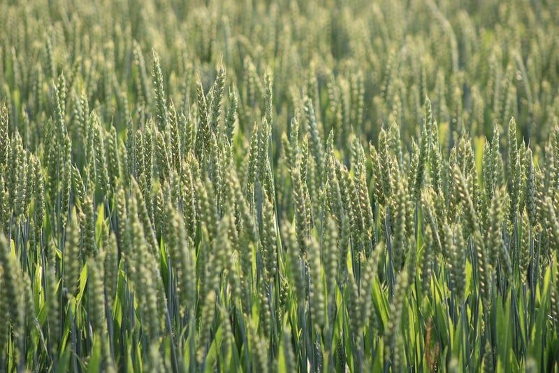Agriculture durable : le futur de notre alimentation et de notre planète