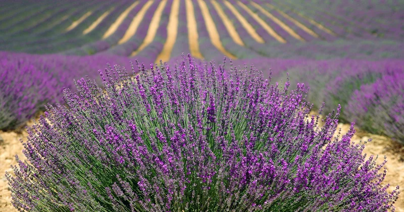 Quelles filières françaises trinquent le plus ?