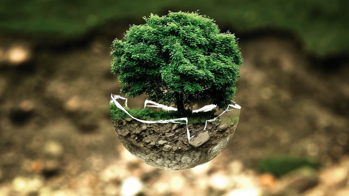 Protéger les forêts primaires : un défi mondial entre progrès contrastés du Brésil à l’Indonésie