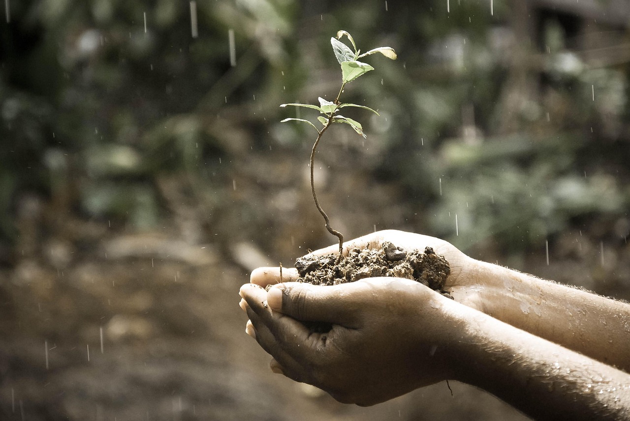 Ce réflexe bien intentionné qui affaiblit insidieusement vos plantes jour après jour