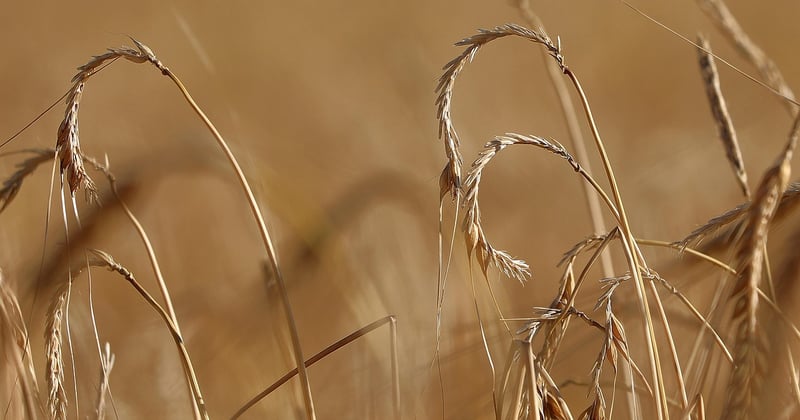 Impact changement climatique sur production agricole française : l'alerte