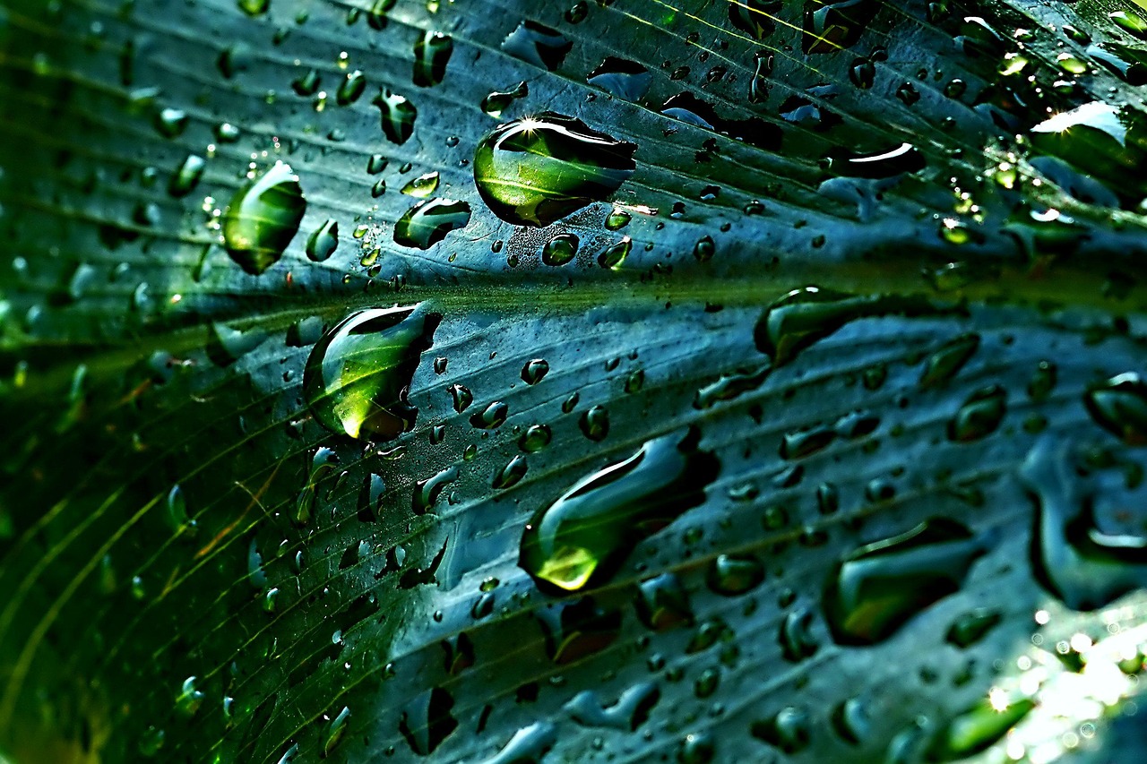 Récupération eau de pluie : guide complet pour économiser l’eau à la maison