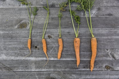 Potager urbain permaculture : conseils essentiels pour une agriculture durable en ville