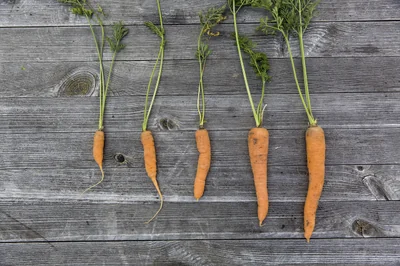 Potager urbain permaculture : conseils essentiels pour une agriculture durable en ville