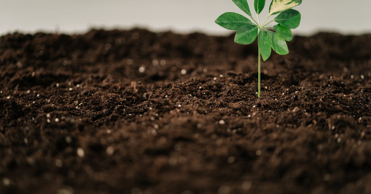 Valeurs écologiques : comprendre leur impact sur notre environnement