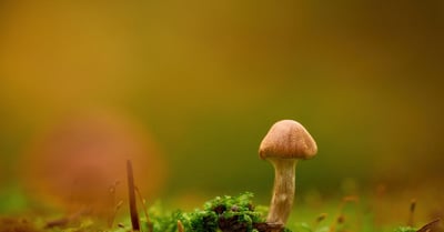 Préservation des sols : enjeux et solutions pour une agriculture durable