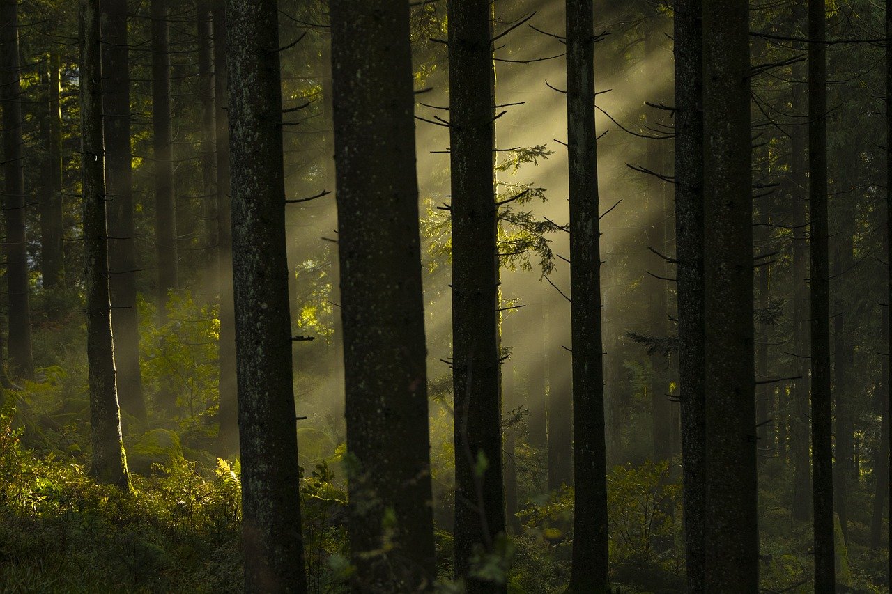 découvrez la beauté et la diversité des forêts à travers le monde. explorez leur rôle essentiel dans l'écosystème, les espèces qui les habitent et l'importance de leur préservation pour les générations futures.