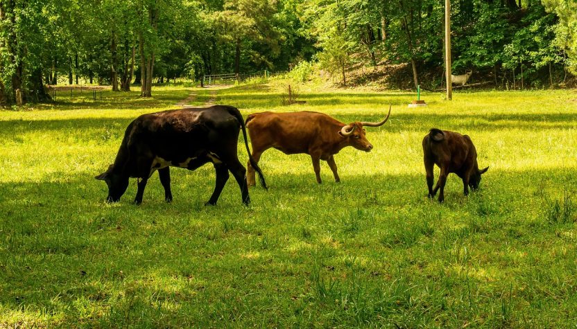 découvrez tout sur l'empreinte carbone : qu'est-ce que c'est, comment la mesurer et quelles actions entreprendre pour la réduire. apprenez à adopter des pratiques durables pour un avenir respectueux de l'environnement.