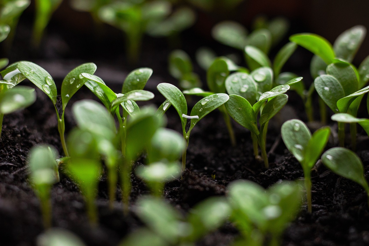 découvrez les enjeux et les pratiques du développement durable, une approche essentielle pour préserver notre planète tout en répondant aux besoins des générations actuelles et futures. explorez des solutions innovantes et des stratégies écologiques pour un avenir responsable.